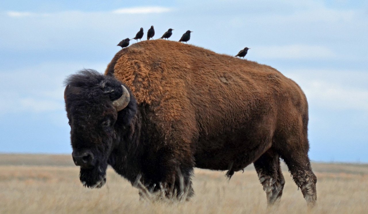 The Ten Most Expensive Fabrics 6 Bison The Quilt Show Quilting Blog